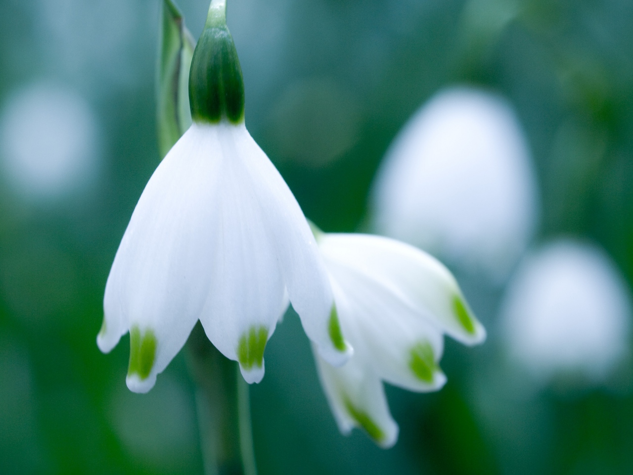 flower spring snowdrop pale stem